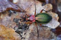 Carabus auronitens