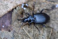 Platynus assimilis