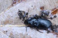 Pterostichus oblongopunctatus