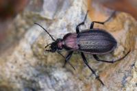 Carabus arvensis