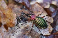 Carabus auronitens