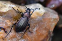 Carabus arvensis