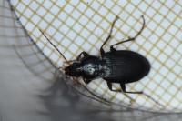 Platyderus depressus