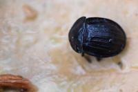 Phosphuga atrata