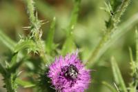 Oxythyrea funesta