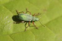 Polydrusus impressifrons
