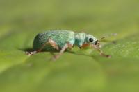 Polydrusus impressifrons