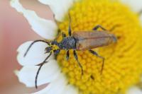 Pseudovadonia livida