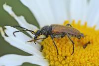 Pseudovadonia livida