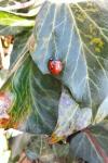 Coccinella septempunctata