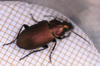 Poecilus cupreus