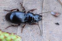 Molops piceus