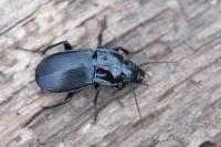 Abax parallelepipedus
