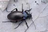 Carabus nemoralis