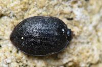 Cychrus attenuatus