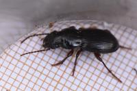 Molops piceus