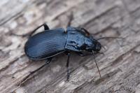 Abax parallelepipedus