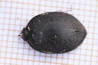 Cychrus attenuatus