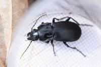 Abax parallelepipedus