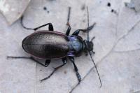 Carabus nemoralis