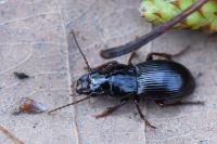 Molops piceus