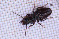 Molops piceus