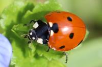 Coccinella septempunctata