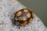 Adalia decempunctata