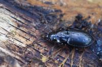 Pterostichus oblongopunctatus