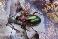 Carabus auronitens