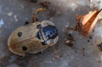 Dendroxena quadrimaculata