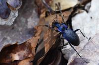 Carabus problematicus