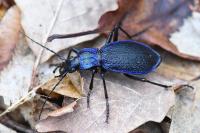 Carabus intricatus