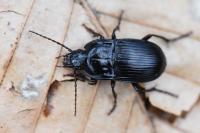 Abax ovalis