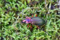 Carabus auronitens