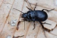 Abax ovalis