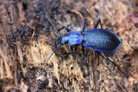 Carabus intricatus
