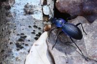 Carabus problematicus