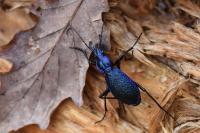 Carabus intricatus