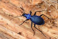 Carabus intricatus