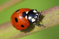Coccinella septempunctata