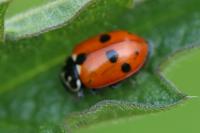 Hippodamia variegata