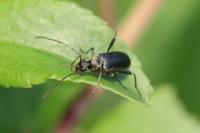 Grammoptera ruficornis
