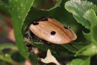 Dendroxena quadrimaculata