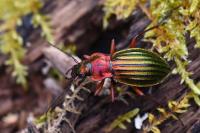 Carabus auronitens