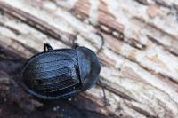 Phosphuga atrata