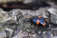 Scaphidium quadrimaculatum