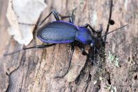 Carabus problematicus