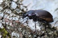 Carabus nemoralis