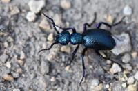 Meloe proscarabaeus